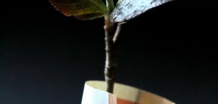 brown and white paper bag